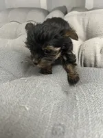 Ana, a female Yorkshire Terrier for sale in Princeton, KY – 2 of 10