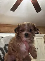 Lilo, a female Yorkshire Terrier for sale in Princeton, KY – 4 of 7
