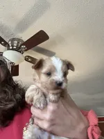 Manfred, a male Yorkshire Terrier for sale in Princeton, KY – 2 of 2