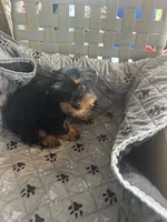 Jumba, a male Yorkshire Terrier for sale in Princeton, KY – 5 of 10