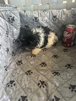 Sven, a male Yorkshire Terrier for sale in Princeton, KY – 2 of 10