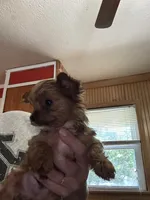 Scrump , a male Yorkshire Terrier for sale in Princeton, KY – 5 of 7