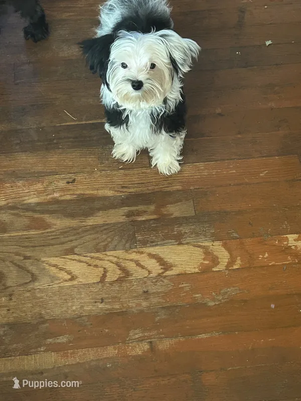 Olaf – Yorkshire Terrier puppy for sale in Princeton, KY