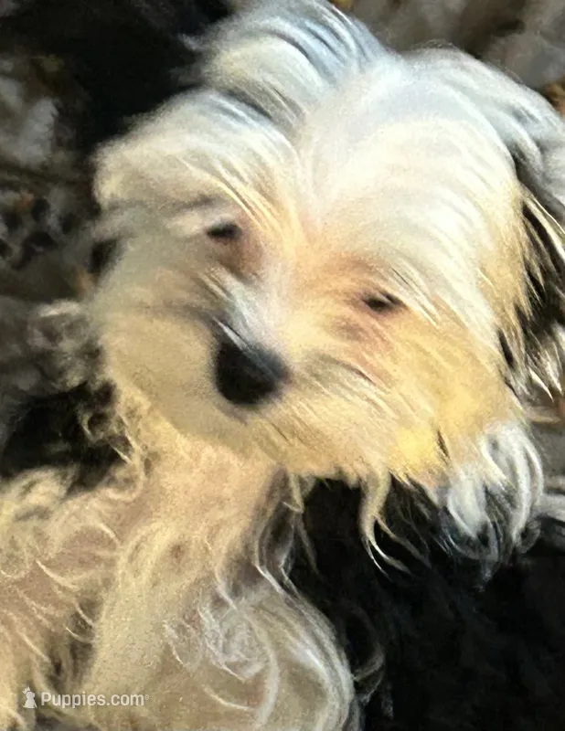 Olaf – Yorkshire Terrier puppy for sale in Princeton, KY