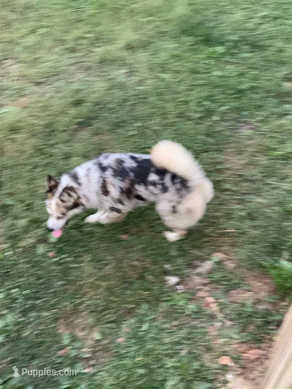 Dolly – Pomsky puppy for sale in Princeton, KY
