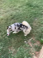 Dolly, a female Pomsky for sale in Princeton, KY – 1 of 3