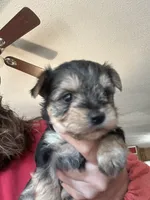 Sid, a male Yorkshire Terrier for sale in Princeton, KY – 2 of 4