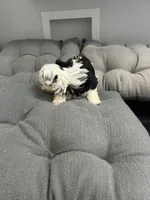 Olaf, a male Yorkshire Terrier for sale in Princeton, KY – 8 of 10