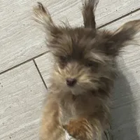 Cocoa Bean tcup, a female Yorkshire Terrier for sale in Princeton, KY – Photo 2 of 2