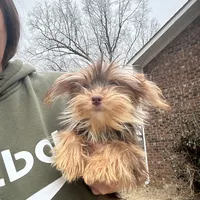 Cocoa Bean tcup, a female Yorkshire Terrier for sale in Princeton, KY – Photo 1 of 2
