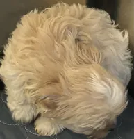 Diego, a male Yorkshire Terrier for sale in Princeton, KY – 3 of 4