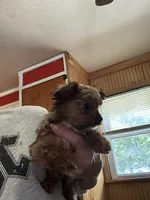 Scrump , a male Yorkshire Terrier for sale in Princeton, KY – 4 of 7