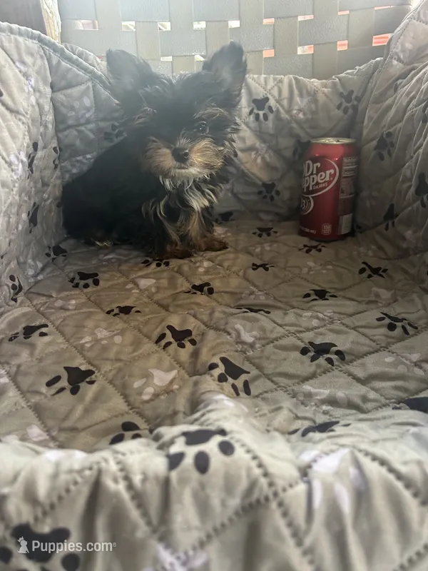 Stitch – Yorkshire Terrier puppy for sale in Princeton, KY