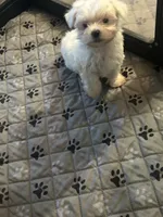 Loner, a male Yorkshire Terrier for sale in Princeton, KY – 2 of 7