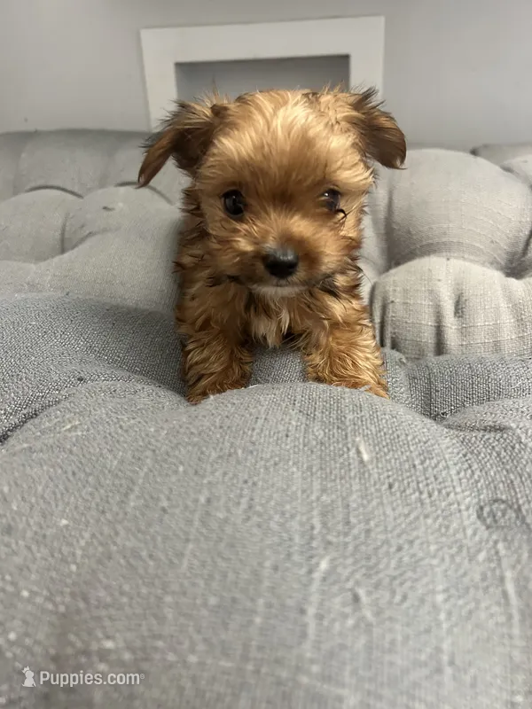 Scrump  – Yorkshire Terrier puppy on hold in Princeton, KY