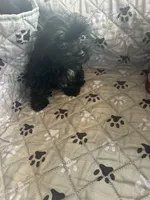 Elsa, a female Yorkshire Terrier for sale in Princeton, KY – 9 of 10