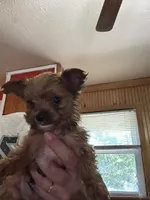 Scrump , a male Yorkshire Terrier for sale in Princeton, KY – 7 of 7