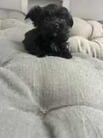 Elsa, a female Yorkshire Terrier for sale in Princeton, KY – 4 of 9