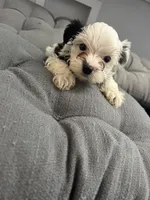 Olaf, a male Yorkshire Terrier for sale in Princeton, KY – 4 of 10