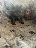 Ana, a female Yorkshire Terrier for sale in Princeton, KY – 7 of 10