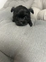 Elsa, a female Yorkshire Terrier for sale in Princeton, KY – 5 of 9