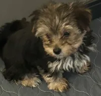 Sid, a male Yorkshire Terrier for sale in Princeton, KY – 4 of 4