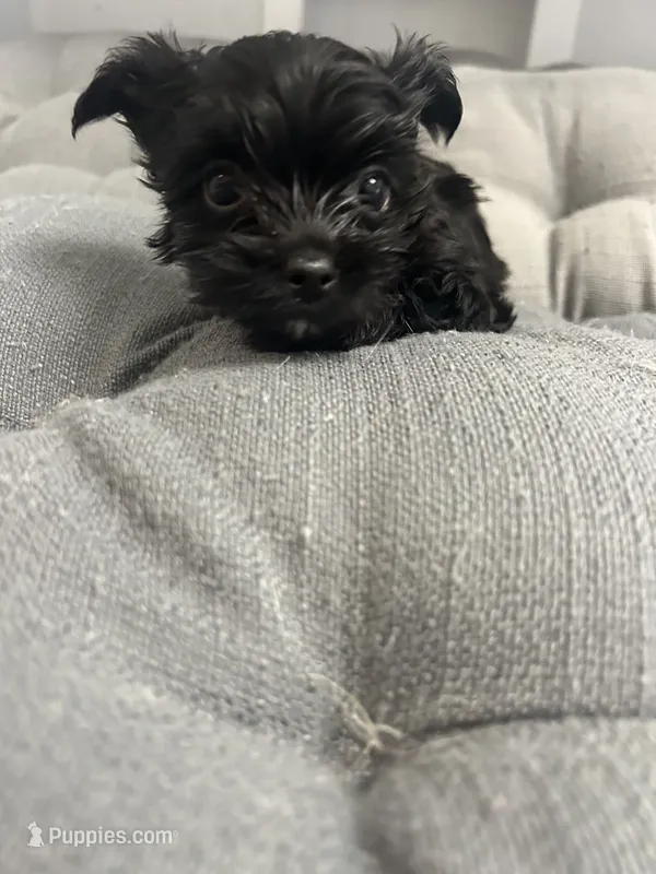 Elsa – Yorkshire Terrier puppy for sale in Princeton, KY