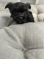 Elsa, a female Yorkshire Terrier for sale in Princeton, KY – 1 of 9