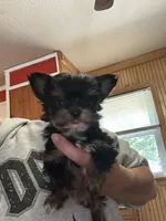 Stitch, a male Yorkshire Terrier for sale in Princeton, KY – 2 of 4