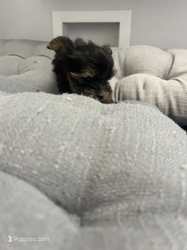 Ana – Yorkshire Terrier puppy for sale in Princeton, KY