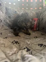 Ana, a female Yorkshire Terrier for sale in Princeton, KY – 5 of 10