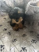 Jumba, a male Yorkshire Terrier for sale in Princeton, KY – 6 of 10