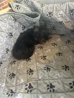 Stitch, a male Yorkshire Terrier for sale in Princeton, KY – 10 of 10
