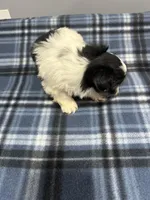 Angel, a female Shorkie for sale in Princeton, KY – Photo 2 of 3