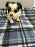 Angel, a female Shorkie for sale in Princeton, KY – Photo 3 of 3