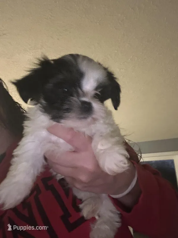 Angel – Shorkie puppy for sale in Princeton, KY