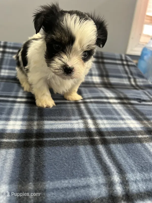 Angel – Shorkie puppy for sale in Princeton, KY