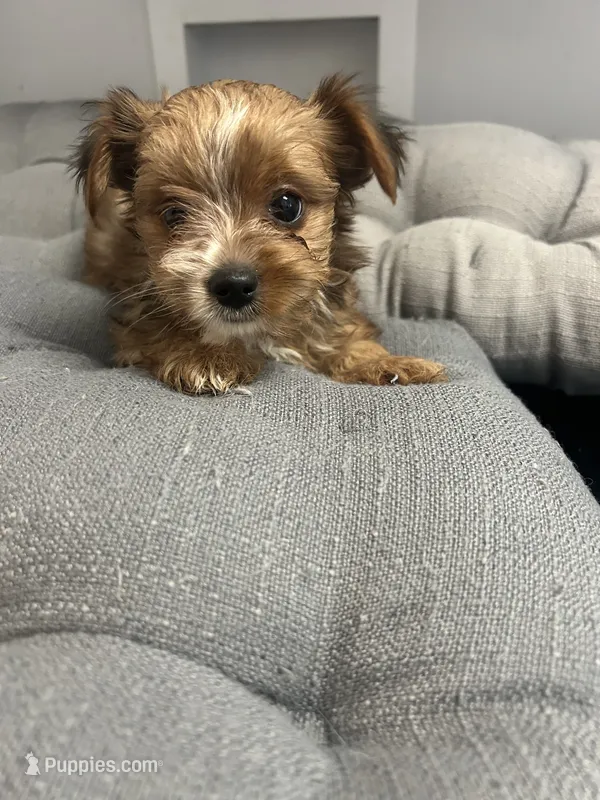 Lilo – Yorkshire Terrier puppy for sale in Princeton, KY