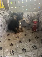 Stitch, a male Yorkshire Terrier for sale in Princeton, KY – 8 of 10