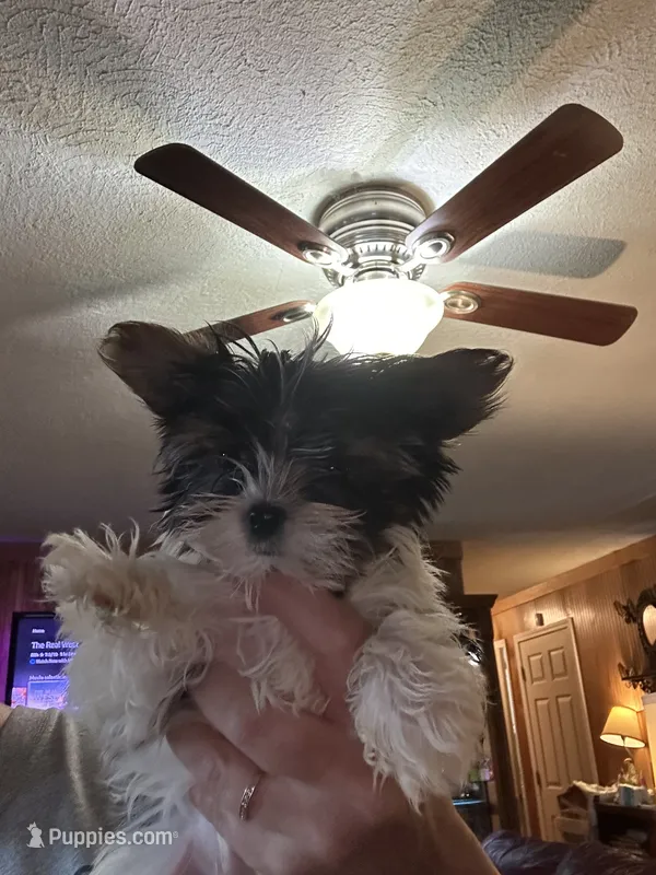 Sven – Yorkshire Terrier puppy for sale in Princeton, KY
