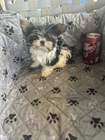 Sven, a male Yorkshire Terrier for sale in Princeton, KY – 7 of 10