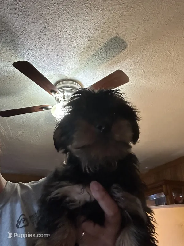 Jumba  – Yorkshire Terrier puppy for sale in Princeton, KY
