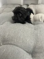 Elsa, a female Yorkshire Terrier for sale in Princeton, KY – 6 of 9