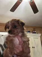 Lilo, a female Yorkshire Terrier for sale in Princeton, KY – 6 of 7