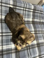 Cupid, a male Shorkie for sale in Princeton, KY – Photo 4 of 4