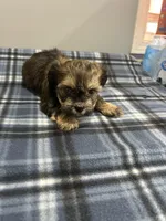 Cupid, a male Shorkie for sale in Princeton, KY – Photo 2 of 4