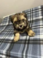Cupid, a male Shorkie for sale in Princeton, KY – Photo 3 of 4