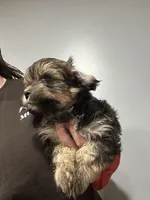 Cupid, a male Shorkie for sale in Princeton, KY – 4 of 8