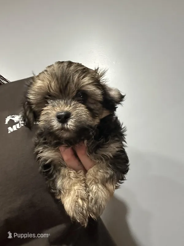 Cupid – Shorkie puppy for sale in Princeton, KY
