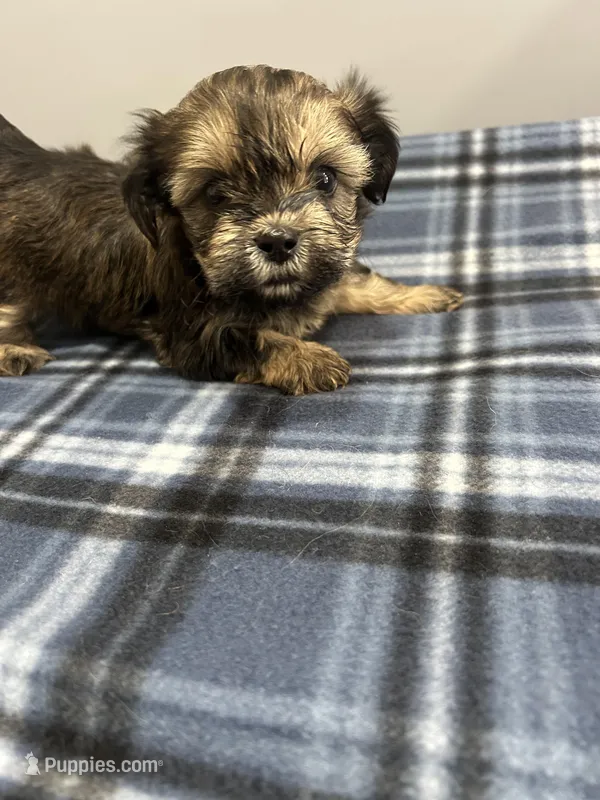 Cupid – Shorkie puppy for sale in Princeton, KY